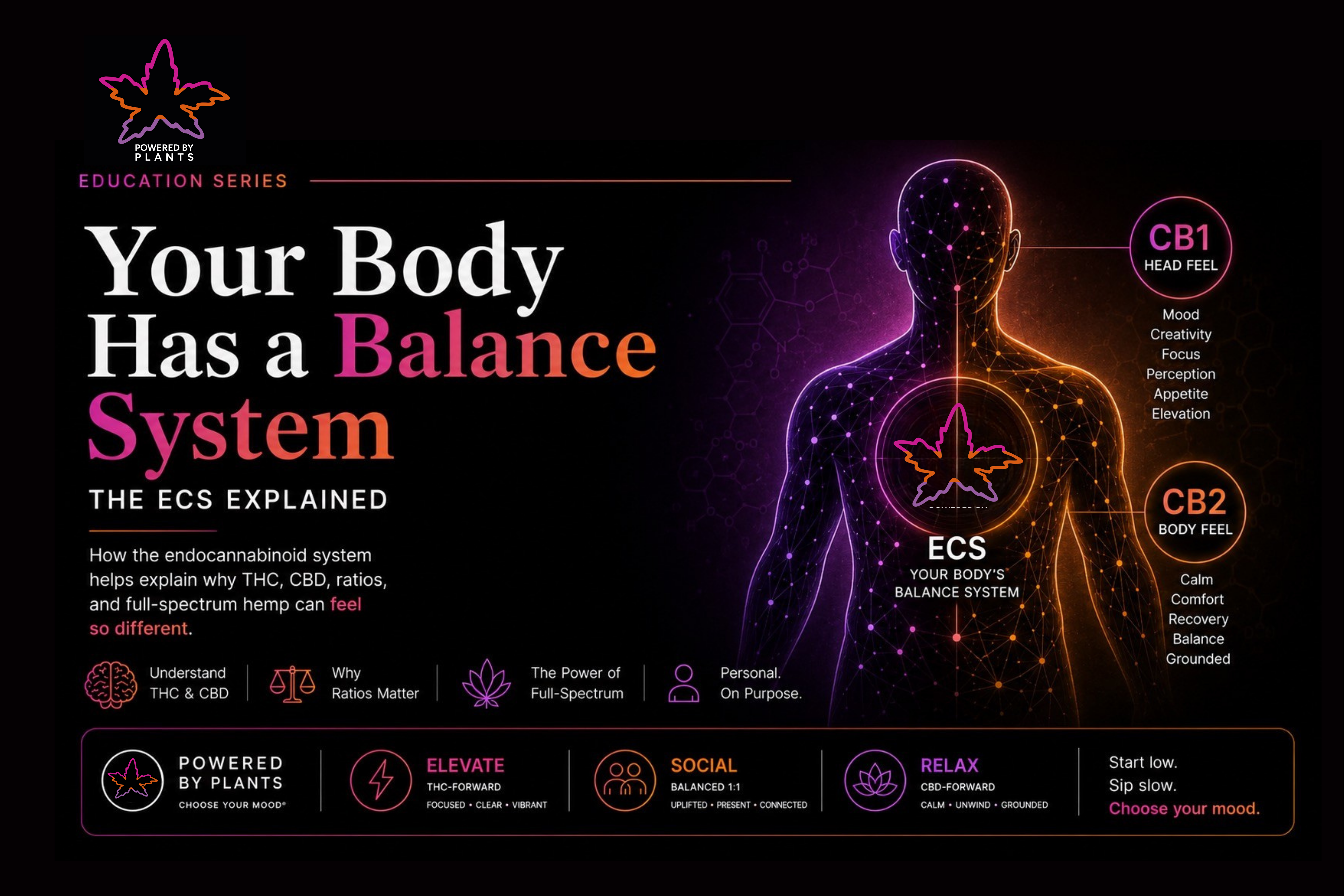 Your Body Has a Balance System: The ECS Explained