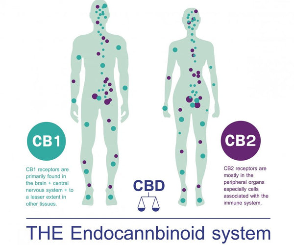 How does CBD work? – Powered By Plants